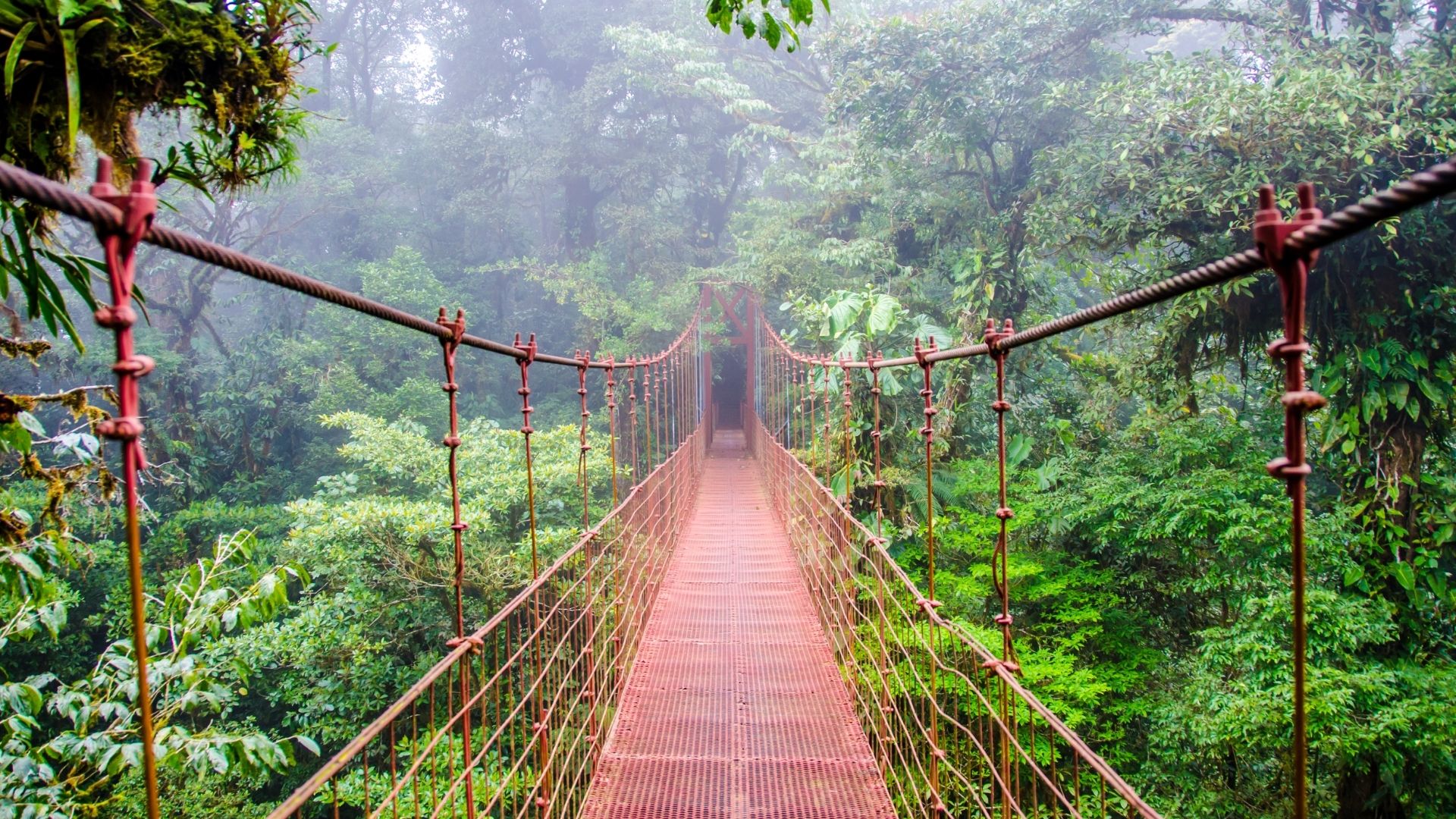 A footbridge crossing into a misty forest